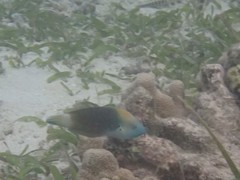Halichoeres podostigma
