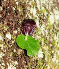 Corybas grumulus