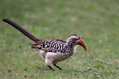 Southern Red-Billed Hornbill photo 4