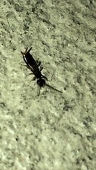 Spongiphoridae