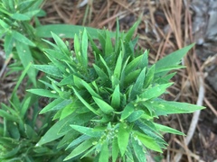 Dichanthelium strigosum