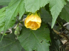 Abutilon hybridum