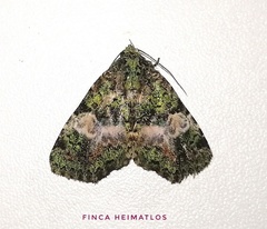 Eudyops fuscoviridis