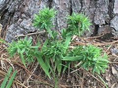 Dichanthelium strigosum