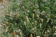 Brickellia eupatorioides chlorolepis