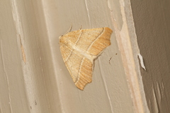 Destutia excelsa