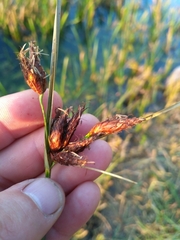 Bolboschoenus planiculmis