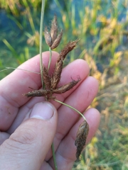 Bolboschoenus planiculmis