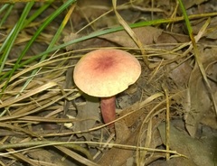 Gyroporus purpurinus