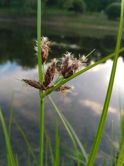 Bolboschoenus planiculmis