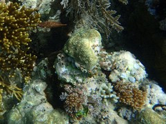 Pteragogus enneacanthus