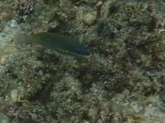 Stethojulis trilineata