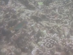 Stethojulis trilineata