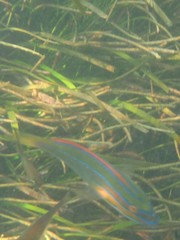 Stethojulis trilineata