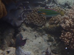 Stethojulis trilineata