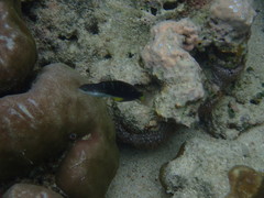 Thalassoma jansenii