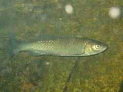 Squalius laietanus