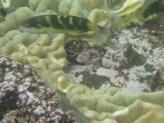 Thalassoma jansenii