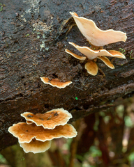 Flabellophora