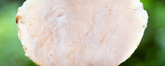 Flabellophora