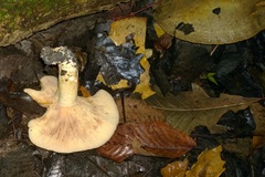 Lactarius maculatus