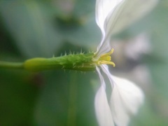 Raphanus raphanistrum