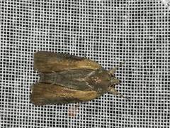 Bryophila raptricula