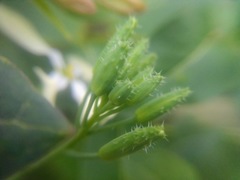 Raphanus raphanistrum