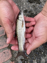 Spinibarbus hollandi