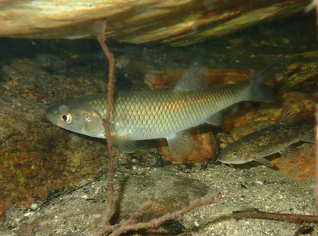 Catalan Chub