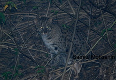 Prionailurus viverrinus viverrinus