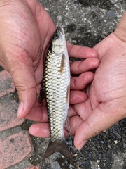 Spinibarbus hollandi