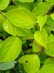 Schisandra chinensis