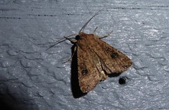 Ichneutica morosa