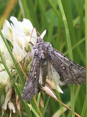 Syngrapha interrogationis