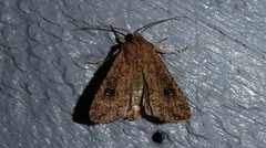 Ichneutica morosa