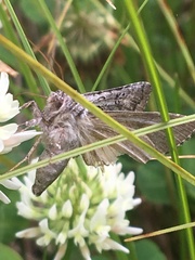 Syngrapha interrogationis