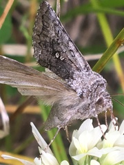 Syngrapha interrogationis