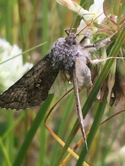 Syngrapha interrogationis