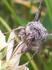 Syngrapha interrogationis