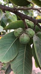 Annona cherimola × squamosa