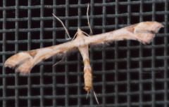 Platyptilia carduidactylus
