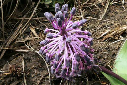 Ledebouria ovatifolia image