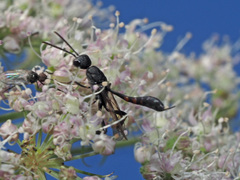 Gasteruption assectator