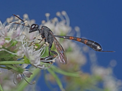 Gasteruption assectator