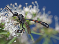 Gasteruption assectator