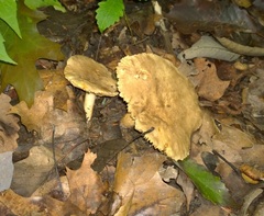 Lactarius subplinthogalus