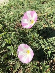 Convolvulus arvensis