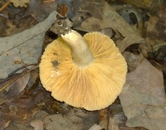 Lactarius subplinthogalus
