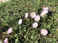 Convolvulus arvensis